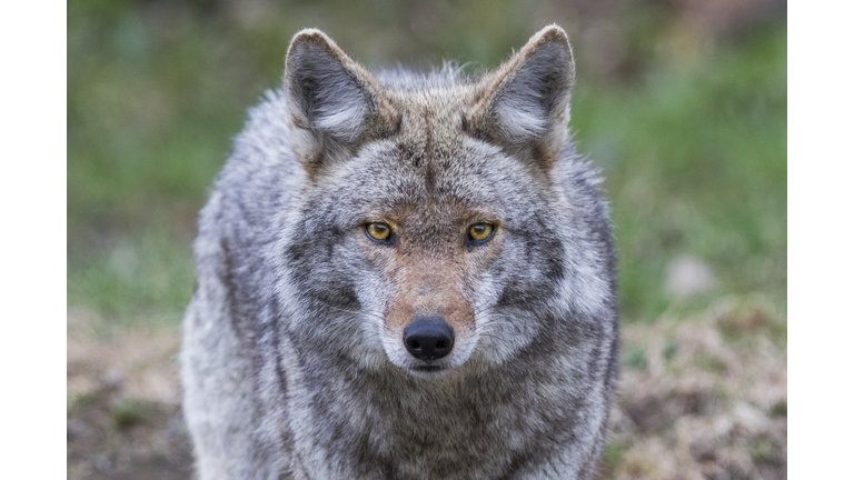 coyote portrait