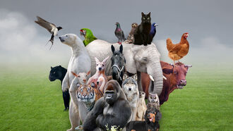 Animal Communications