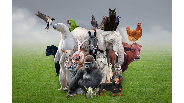 Animals