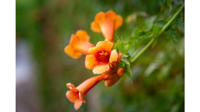 Flowers of the trumpet vine or trumpet creeper Campsis x hybrida background in blossom. Soft focus.