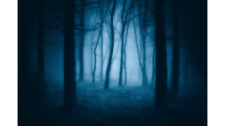 dark scary forest with creepy trees