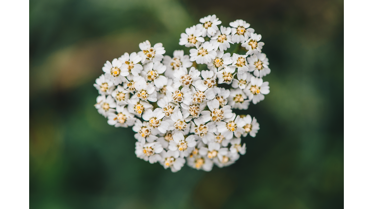 Yarrow Flowers Blooming