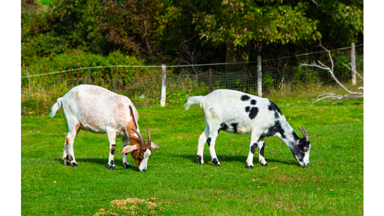 Goats Grazing on a Farm
