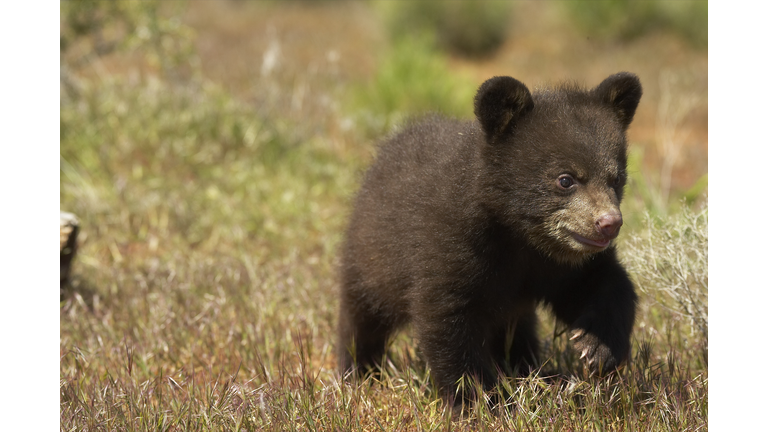 Black Bear Cub