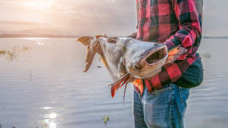 British Fisherman Catches 67-Pound Goldfish in France