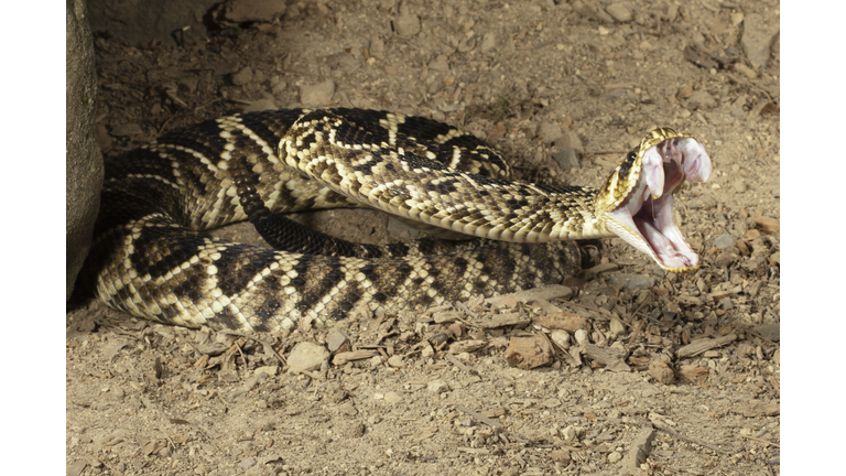 Eastern diamondback rattlesnake
