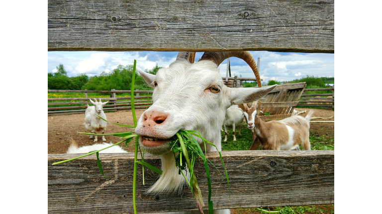 Close-Up Of Goat Eating