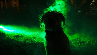 Animal Communications / Open Lines