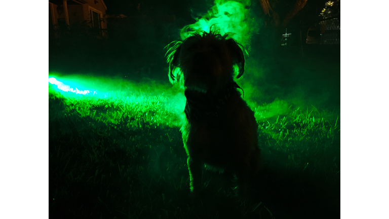 Animal Communications / Open Lines