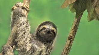 Sloth Encounters at the Greenville Zoo