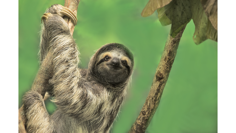 Three-toed Sloth