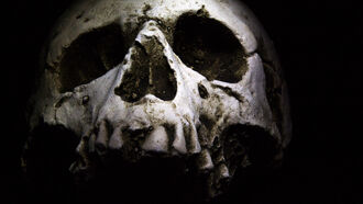 Star Child Skull / Open Lines