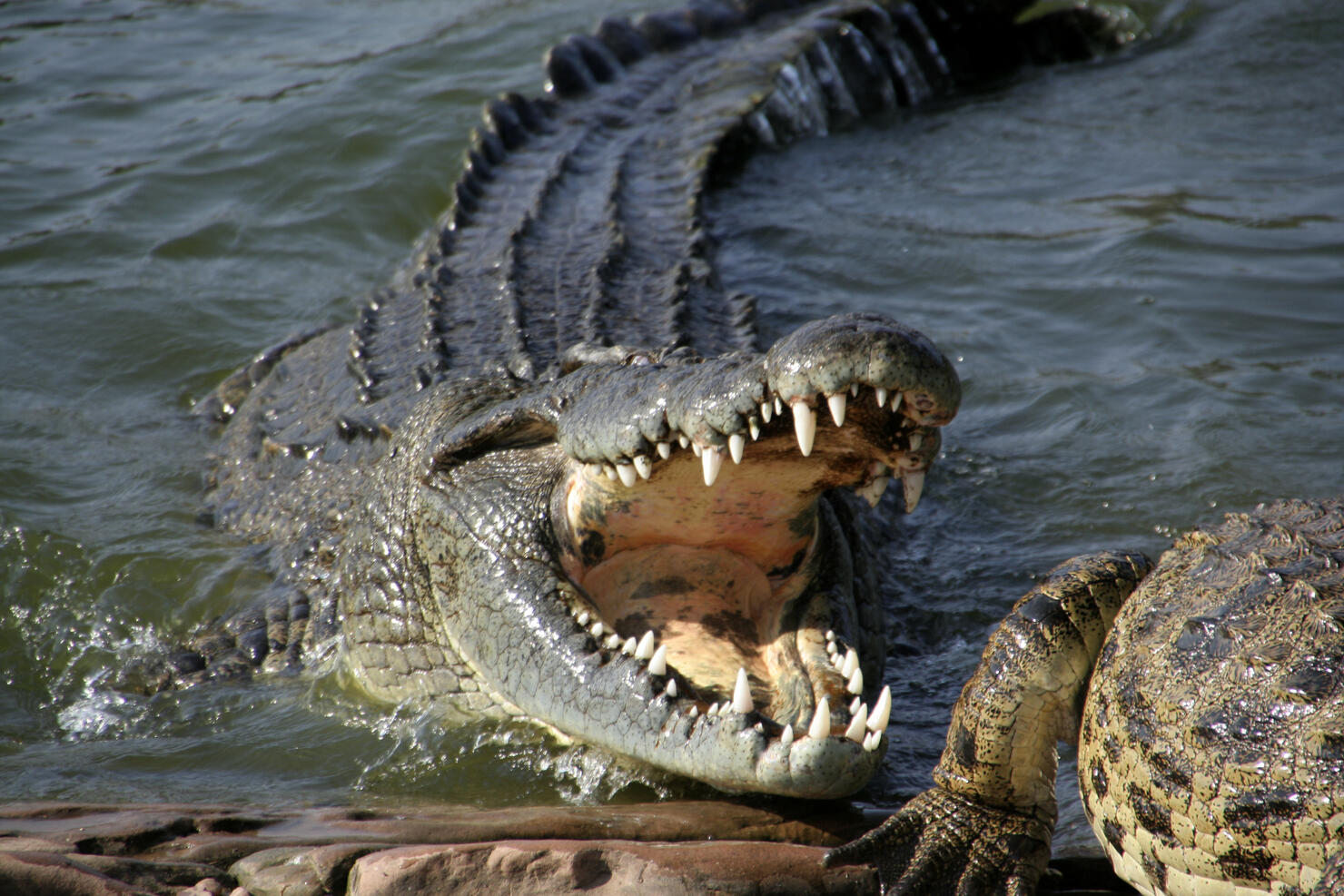Alligator about to bite