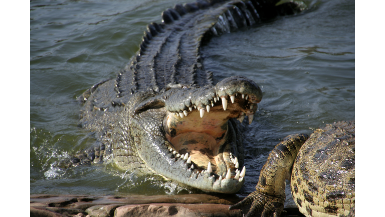 Alligator about to bite