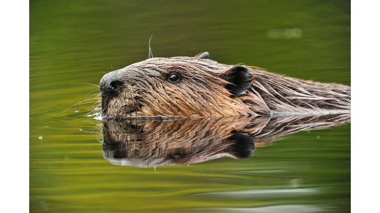American Beaver (Castor canadensis), Fredericton, New Brunswick, Canada