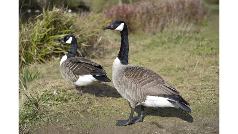 Two geese on a walk,Fairlands Valley Park,United Kingdom,UK