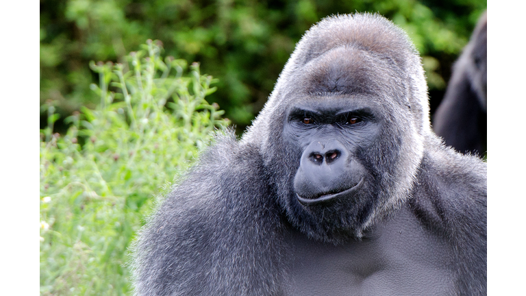 smiling gorilla