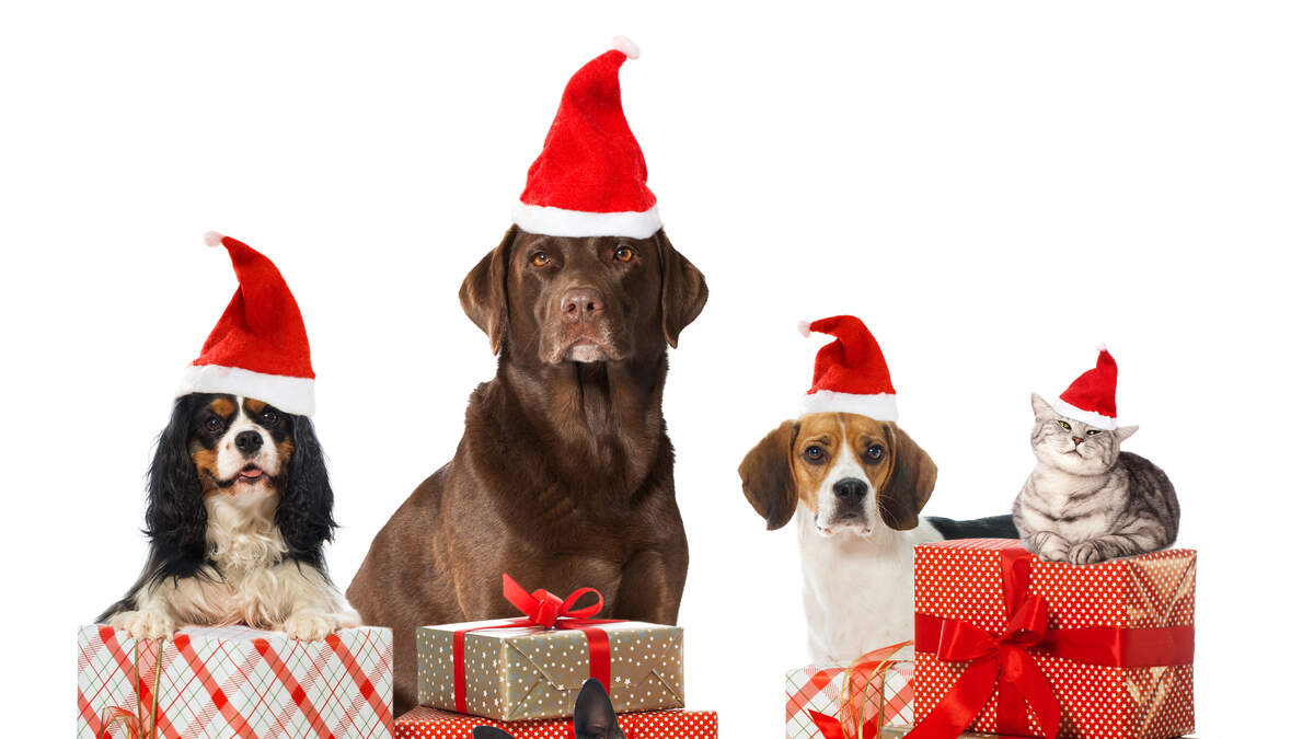 More Americans to buy gifts for pets than in-laws, survey finds