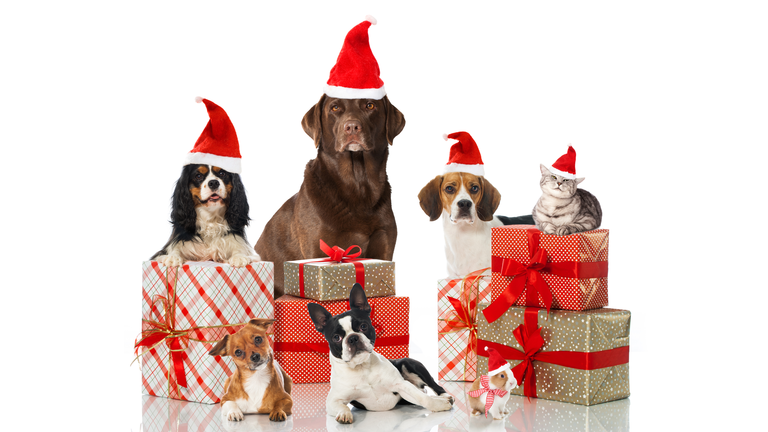 More Americans to buy gifts for pets than in-laws, survey finds
