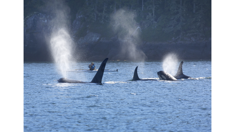 Kayaker with orcas