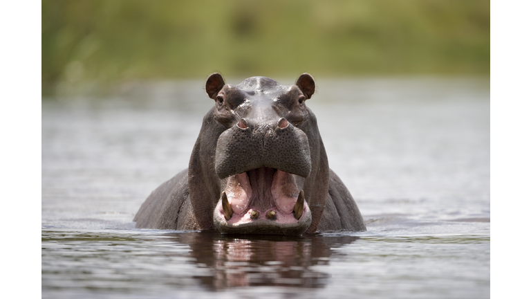 Hippopotamus, Kwando River, Caprivi Strip, Namibia