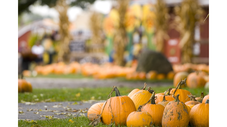 Pumpkin Farm Fun