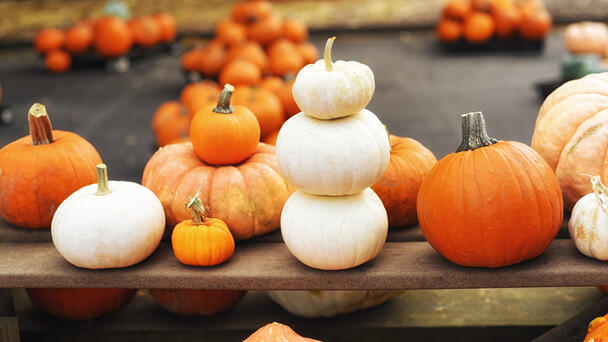 What Are Our Favorite Pumpkin Foods?