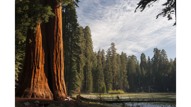 Giant sequoia trees, Sequoia and Kings Canyon National Parks, California, USA