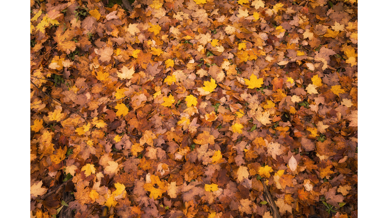 Colorful Leaves on the Forest Floor of Upper Michigan #2