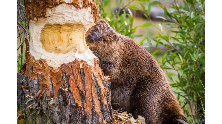 Beaver Chewing Through Tree