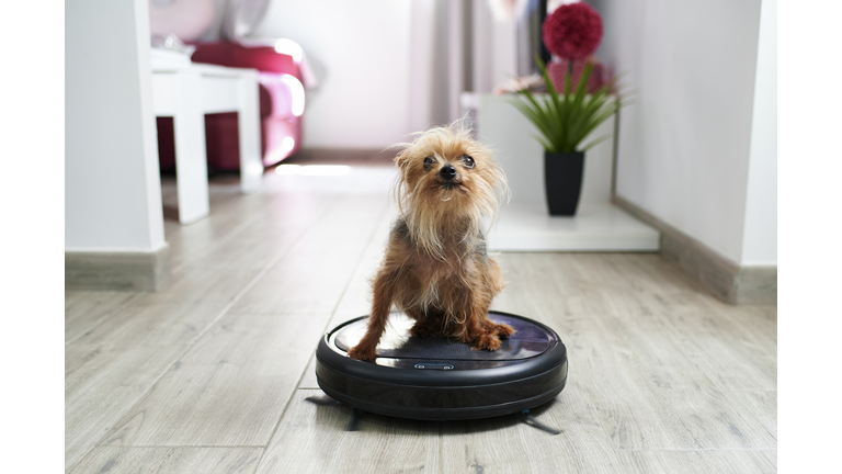 Close-up of Yorkshire terrier on robotic vacuum cleaner at home