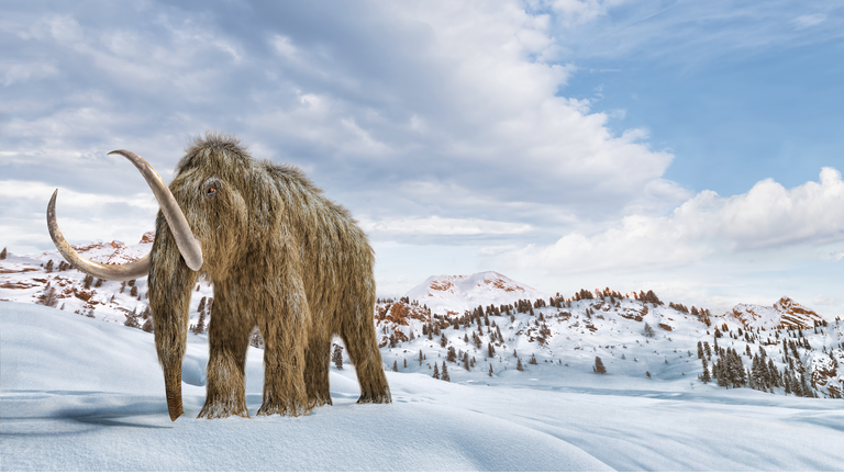 Resurrecting the Woolly Mammoth / Channeled Messages