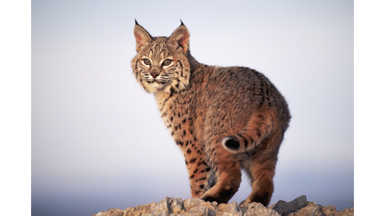 Bobcat