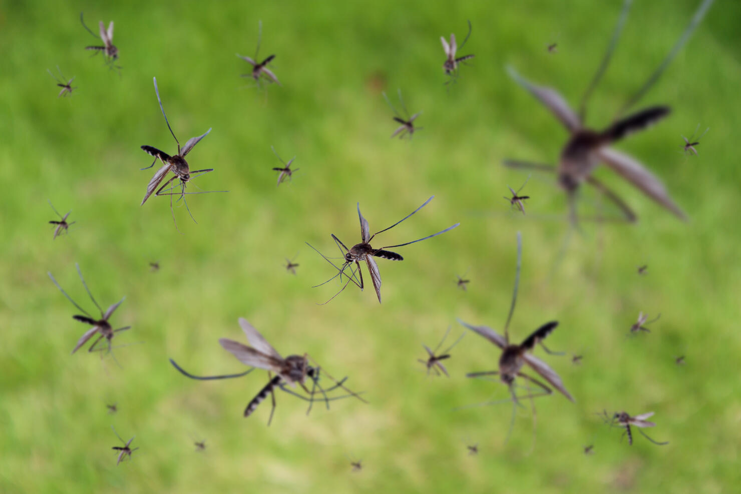 Many mosquitoes fly over green grass field