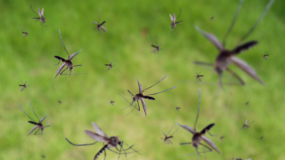 Aggressive mosquito species thriving in Las Vegas