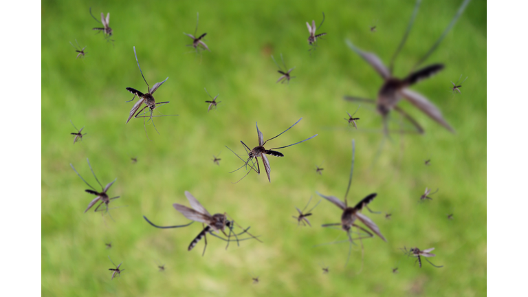 Many mosquitoes fly over green grass field
