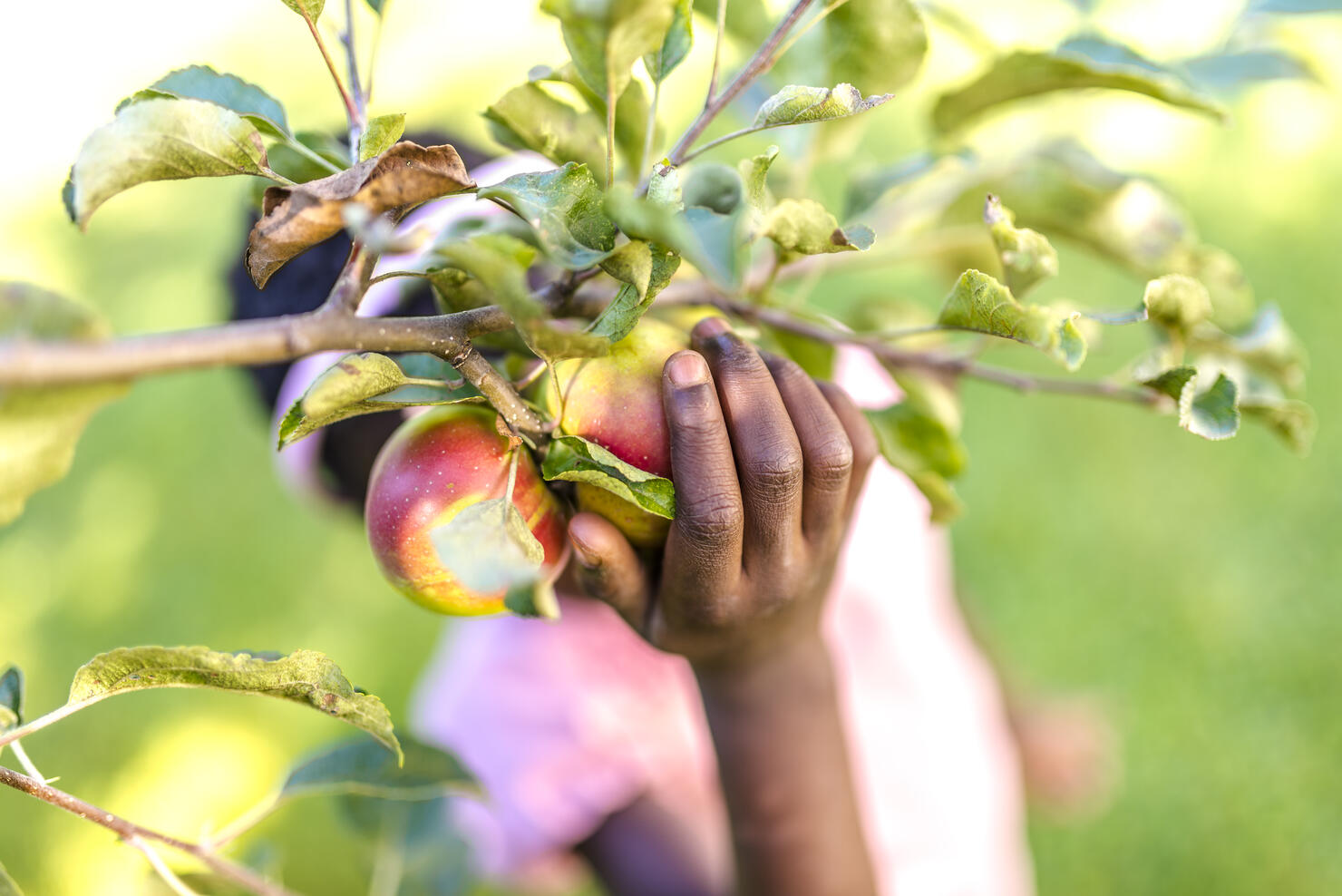 African girl picking apple