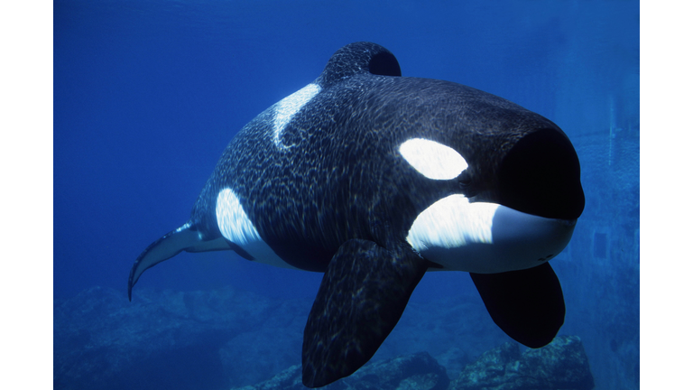 KILLER WHALE (ORCA) KEIKO: FREE WILLY, ORCINUS ORCA. OREGON COAST AQUARIUM, OREGON 6/97 121551