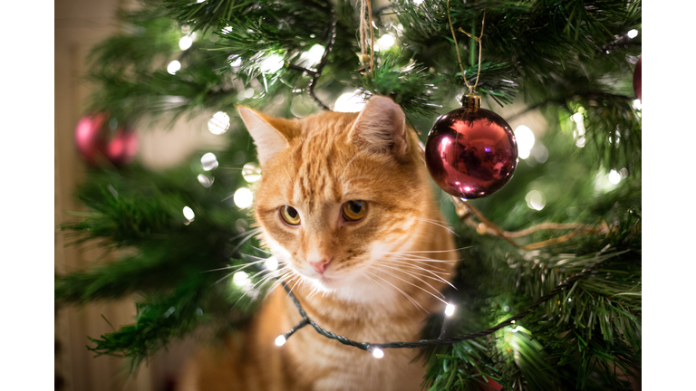 Close-Up Of Ginger Cat By Christmas Tree