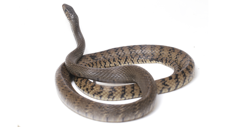 Ptyas mucosa, commonly known as the oriental ratsnake, Indian rat snake, a common species of colubrid snake found in parts of South and Southeast Asia. Isolated on white background.