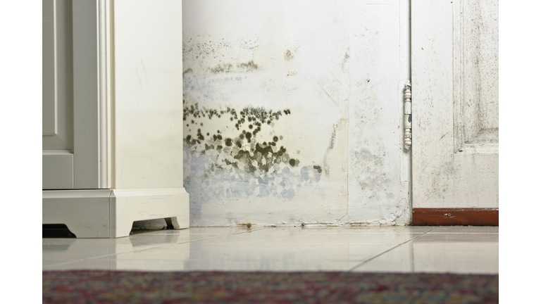 Mold Mould Stains on Damp Wall and Door behind Cabinet