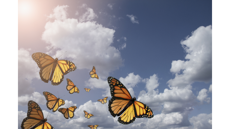 Low angle view of butterflies flying in blue sky