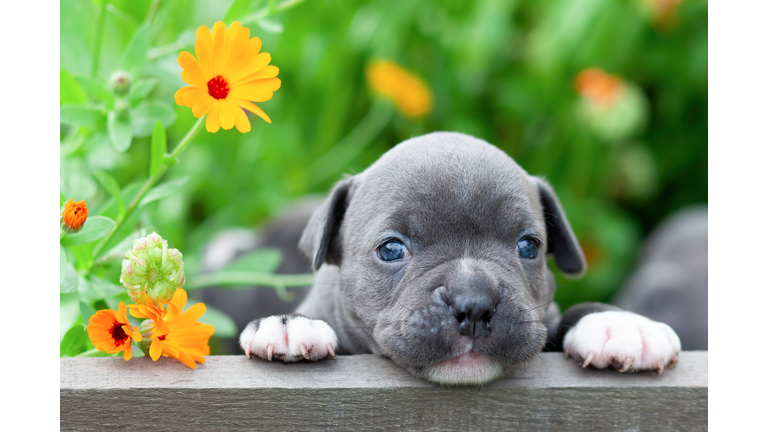 Tiny and charming new born puppy of the American bully dog breed (bulldog).