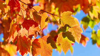 NYS Fall Foliage Report Begins Tracking Leaf Changes