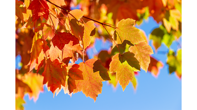 Fall Leaves and Blue Sky