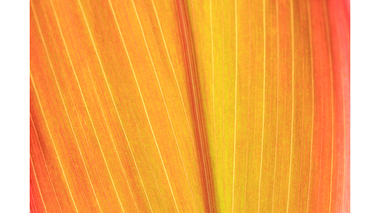 Plant Life on Mars Confirmed?