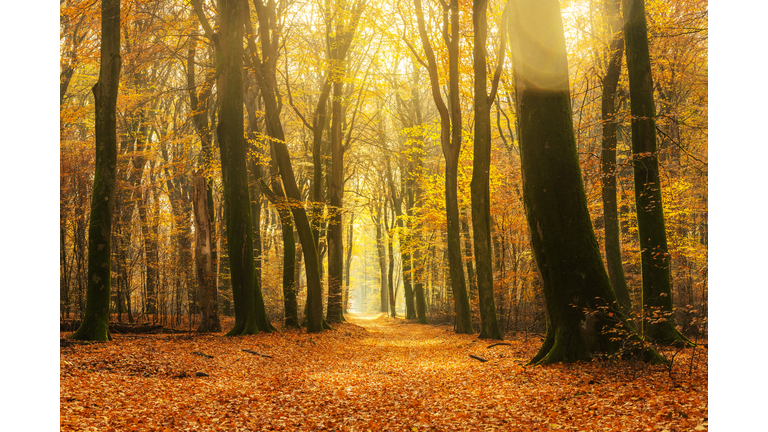 Path through a gold colored forest during a beautiful sunny fall day