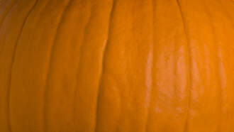 World’s Largest Pumpkin Brings in some Serious Cash