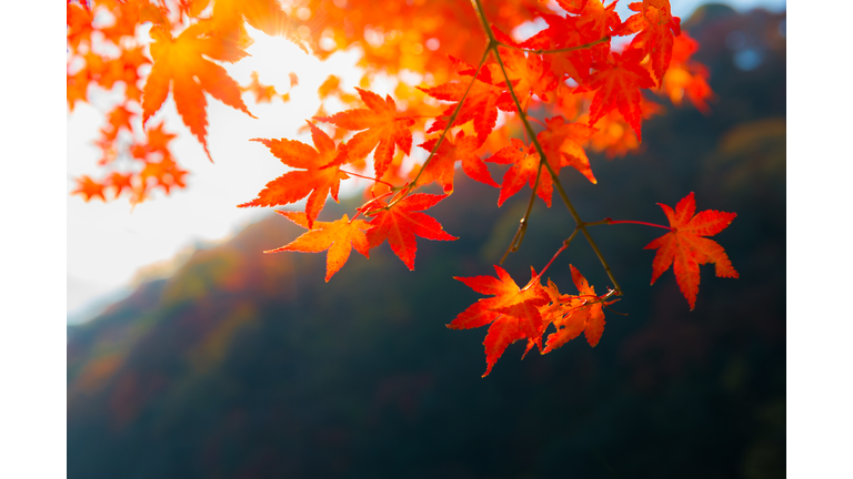 Fall foliage in Japan