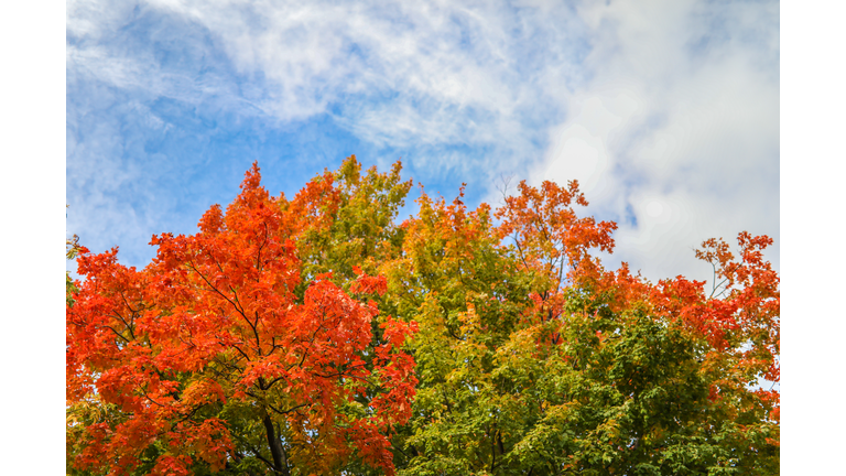 Canadian Maple Tree Fall Foliage in Montreal, Quebec